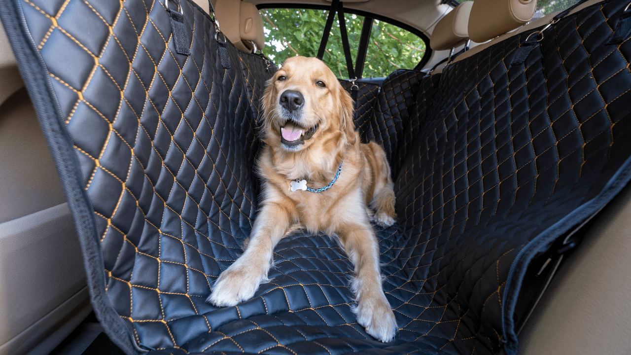 Best Car Seat Covers for Dogs